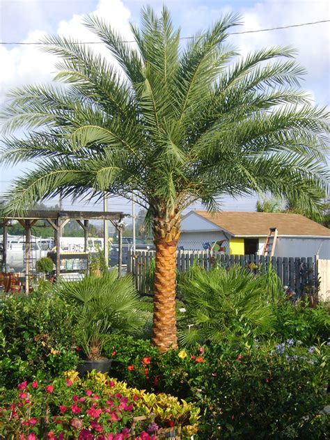 Palm trees for sale near me - Keep it Green Nursery & Landscaping covers Tampa Bay in Plants, Flowers, Trees & Sod. Visit our store or call for a free home consultation at 813-741-3974.